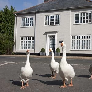 Domestic Goose, four adults, walking on road beside The Old Post Office building, Stanhoe, Norfolk, England, July
