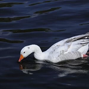 Domestic Goose, feral adult, swimming on river, River Thames, Oxfordshire, England, april