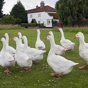 Domestic Goose, Norwegian White, flock, walking on village green, Tottenhill, Norfolk, England, July