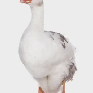 Cisne doméstico del oeste de Inglaterra, cisne adulto en pie Cisne doméstico del oeste de Inglaterra, cisne adulto en pie
