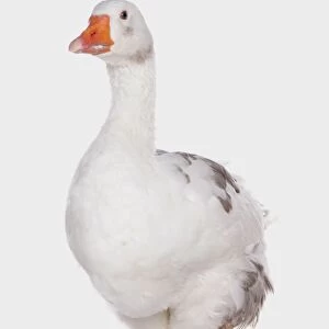 Domestic Goose, West of England Goose, adult, standing