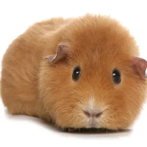 Domestic Guinea Pig (Cavia porcellus) adult, standing Domestic Guinea Pig (Cavia porcellus) adult, standing