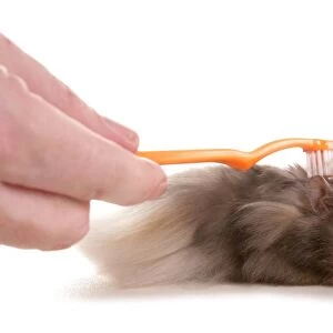 Domestic Hamster, adult, being brushed by owner