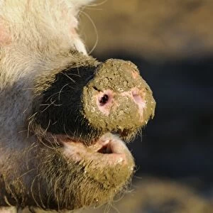 Domestic Pig, adult, close-up of face with snout covered in mud, Oxfordshire, England