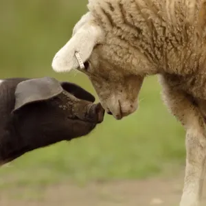 Domestic Pig, British Saddleback piglet, with lamb, sniffing each other, on organic farm, West Yorkshire, England, july Domestic Pig, British Saddleback piglet, with lamb, sniffing each other, on organic farm, West Yorkshire, England, july