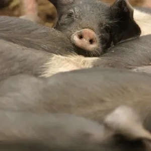 Domestic Pig Print: British Saddleback Piglets Resting on Organic Farm Domestic Pig Print: British Saddleback Piglets Resting on Organic Farm