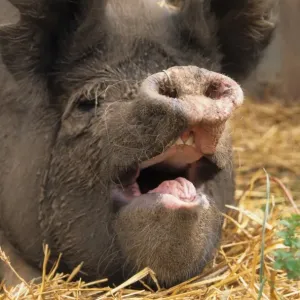Domestic Pig Print - Close-up Head Study Domestic Pig Print - Close-up Head Study