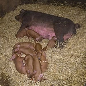 Domestic Pig, Duroc, sow and piglets, laying on straw bedding, Chester, Cheshire, England, October
