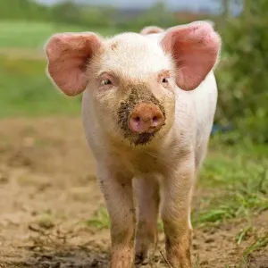 Domestic Pig Print, Free-range Piglet Standing England Domestic Pig Print, Free-range Piglet Standing England