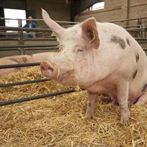 Domestic Pig, Gloucester Old Spot cross, sow, sitting in straw pen at livestock market, Carlisle Livestock Market