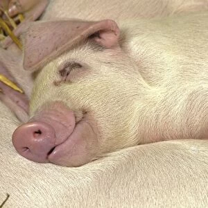 Domestic Pig, Gloucester Old Spot, piglets, sleeping, close-up of head, England