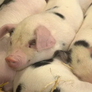 Domestic Pig Print: Sleeping Gloucester Old Spot Piglets Domestic Pig Print: Sleeping Gloucester Old Spot Piglets