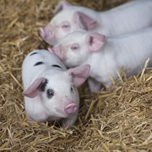 Domestic Pig, Gloucester Old Spot x British Lop, three piglets, standing on straw, Rotherham, South Yorkshire, England
