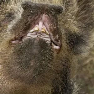 Puerco doméstico, kune kuni, cerca de la boca abierta Puerco doméstico, kune kuni, cerca de la boca abierta