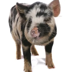 Domestic Pig, Kune Kune, piglet, standing Domestic Pig, Kune Kune, piglet, standing