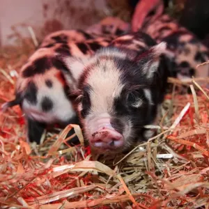 Domestic Pig, Kune Kune piglets, under heat lamp, England Domestic Pig, Kune Kune piglets, under heat lamp, England