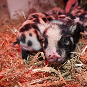 Domestic Pig, Kune Kune piglets, under heat lamp, England
