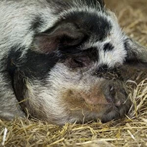 Domestic Pig, Kune Kune, sow, close-up of head, sleeping on straw bedding, Cotswold Farm Park, Cotswolds