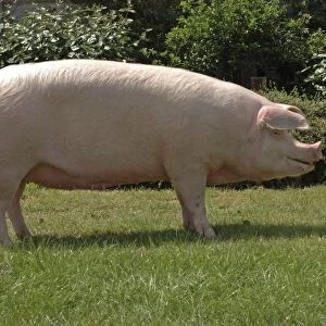 Domestic Pig, Landrace sow, 266 Ceirios Marilyn 34, supreme champion modern pig, Three Counties Show, England