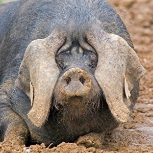 Domestic Pig, Large Black, free-range sow, close-up of head, wallowing in mud, England