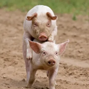 Cerdosa de Granja Puerco Blanco × Raza Llanera × Duroc; puerca libre al aire fresco jugando montándose con hermano en unidad exterior Inglaterra Cerdosa de Granja Puerco Blanco × Raza Llanera × Duroc; puerca libre al aire fresco jugando montándose con hermano en unidad exterior Inglaterra