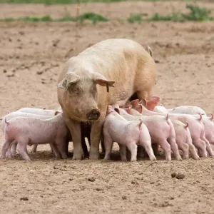 Domestic Pig Print, Large White x Landrace x Duroc Sow with Piglets Domestic Pig Print, Large White x Landrace x Duroc Sow with Piglets