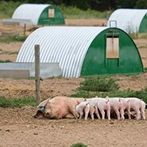 Domestic Pig, Large White x Landrace x Duroc, freerange sow with piglets, suckling, with arcs on outdoor unit, England, june