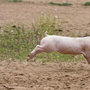 Domestic Pig, Large White x Landrace x Duroc, freerange piglet, running, on outdoor unit, England, june
