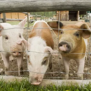 Puerco doméstico tres porcitas de pie junto a la cerca de alambre en el corral del pajarero Británico Colombia Canadá puede Puerco doméstico tres porcitas de pie junto a la cerca de alambre en el corral del pajarero Británico Colombia Canadá puede