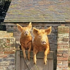 Domestic Pig, Tamworth, two boars, looking over sty door, England