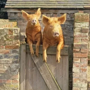 Domestic Pig, Tamworth, two boars, looking over sty door, England Domestic Pig, Tamworth, two boars, looking over sty door, England