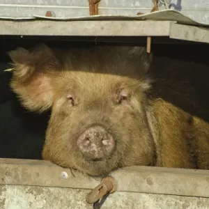Pig doméstico tamoronte hembra mirando a través de la ranura en arco en Cumbria Inglaterra noviembre Pig doméstico tamoronte hembra mirando a través de la ranura en arco en Cumbria Inglaterra noviembre