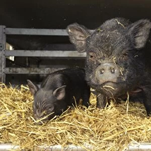 Domestic Pig, Vietnamese Pot-bellied Pig, sow with piglet, on straw bedding in trailer, Cumbria, England, november