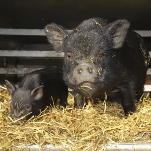 Puerco domestico en Vietnam potbelligote con puerca y perrito en cama de esteras en un camión Puerco domestico en Vietnam potbelligote con puerca y perrito en cama de esteras en un camión