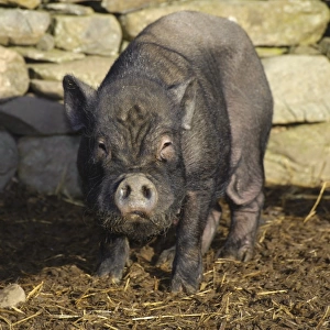 Domestic Pig, Vietnamese Pot-bellied Pig sow, standing beside drystone wall, Cumbria, England, november