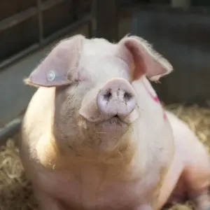 Puer doméstico de cerdo galés y torpe brambley ted 91 sentado en esteras de paja dentro del corral al subastador centro agrícola chelford Puer doméstico de cerdo galés y torpe brambley ted 91 sentado en esteras de paja dentro del corral al subastador centro agrícola chelford