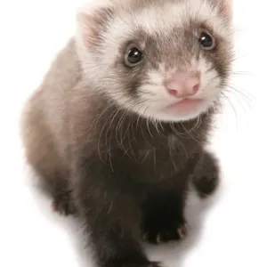 Domestic Polecat Ferret (Mustela putorius x putorius furo) young, sitting Domestic Polecat Ferret (Mustela putorius x putorius furo) young, sitting