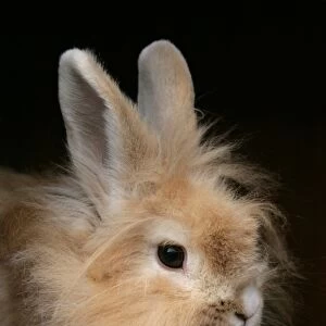 Domestic Rabbit, Lionhead, adult female, close-up of head, sitting in hutch beside food bowl, England, october