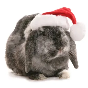 Prints of : Christmas