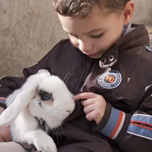 Domestic Rabbit, lop-eared young, wearing harness, sitting with young boy owner, Spain