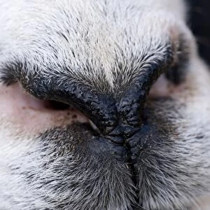 Domestic Sheep, adult, close-up of nose, England, march