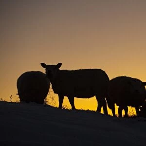 Domestic Sheep, four adults, feeding on hay in snow, silhouetted at sunset, England, december