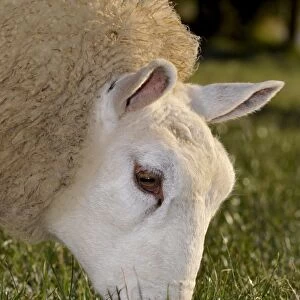 Domestic Sheep, Beltex, close-up of head, grazing grass in pasture, England, november