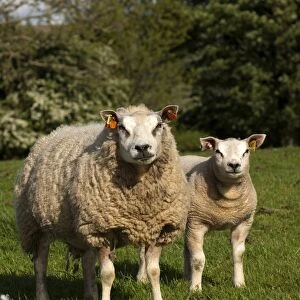 Domestic Sheep, Beltex ewe with lamb, standing in pasture, England, may
