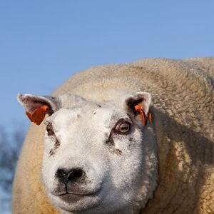 Domestic Sheep, Beltex, ram, close-up of head, England, november