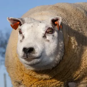Cordero doméstico de raza Beltex macho en un corte cercano a la cabeza. Inglaterra noviembre Cordero doméstico de raza Beltex macho en un corte cercano a la cabeza. Inglaterra noviembre