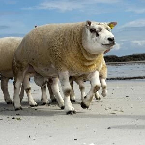 Domestic Sheep, Beltex rams, flock walking on sandy beach, Isle of Tiree, Inner Hebrides, Scotland, August