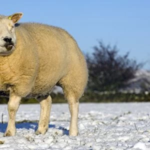 Domestic Sheep, Beltex, standing on snow covered pasture, Kirkby Stephen, Cumbria, England, winter