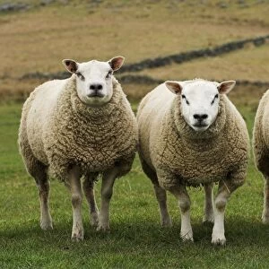 Domestic Sheep, Beltex and Texel rams, three standing in field, England