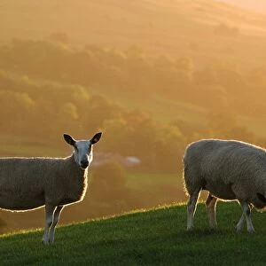 Domestic Sheep, Blue-faced Leicester, two ewes grazing on hillside, backlit by autumn sunlight, England